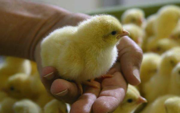 Бройлерные цыплята