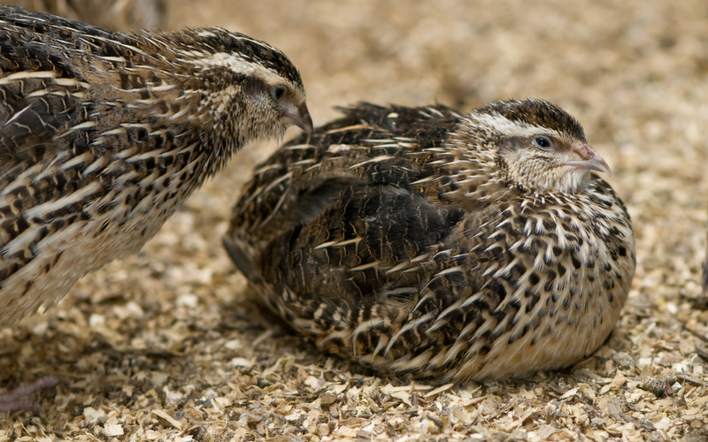 Перепела Фараоны