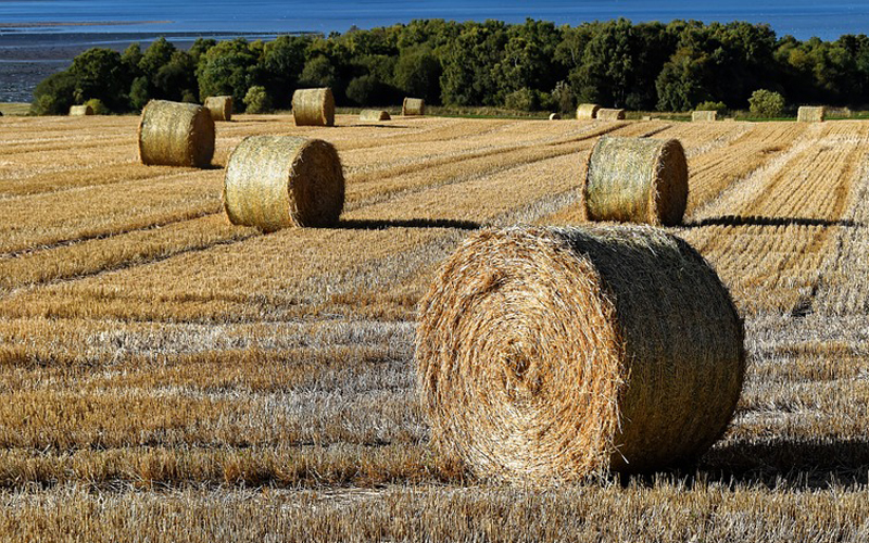 Сено, солома