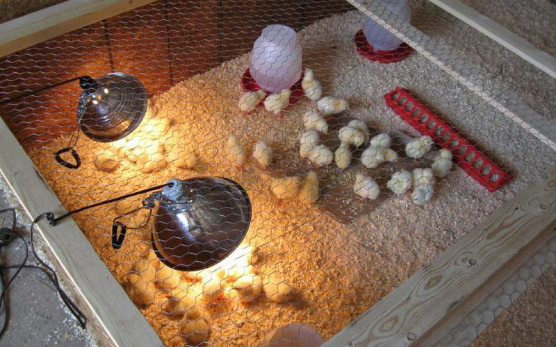 Лампы-обогреватели для птиц