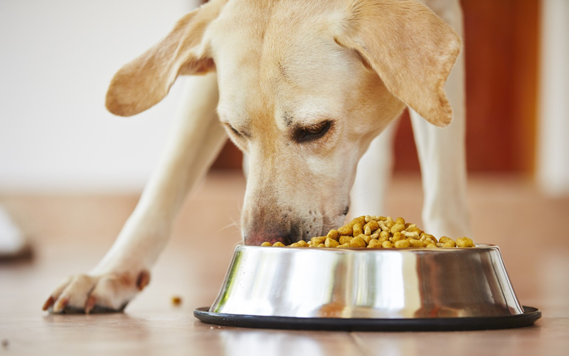 Корм для собак