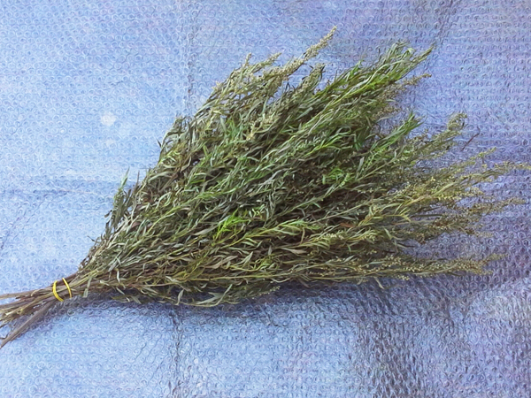 Полынь лимонная