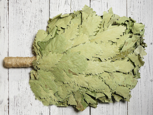 Дуб Кавказский