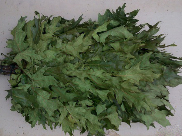 Дуб Канадский