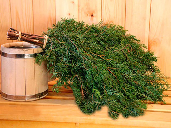 Можжевельник