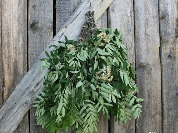 Дикая рябина