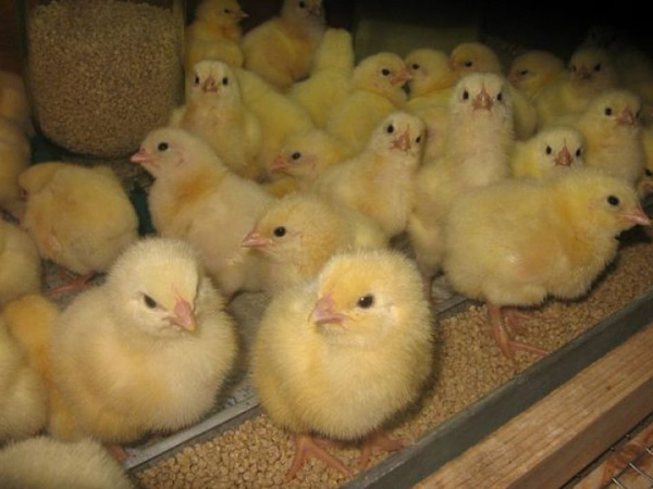 ПК-5 для молодняка Cтарт