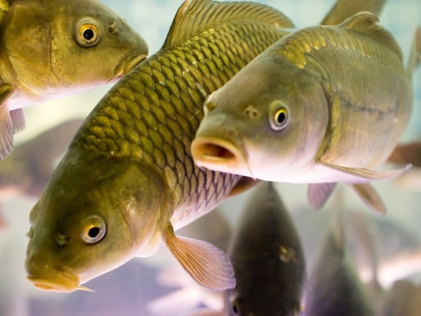 К-111 для товарной рыбы