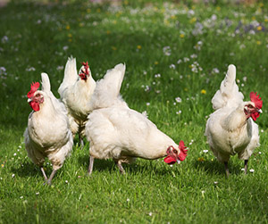 куры Хайсекс