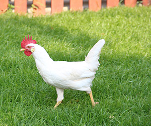 куры Хайсекс
