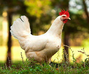 куры Хайсекс