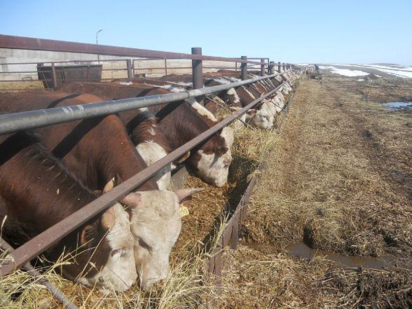 Кормовые смеси в Ивантеевке