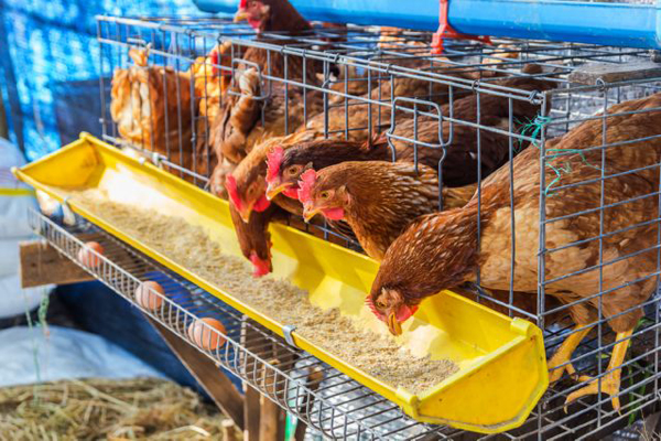 корма для кур в Мытищинском районе