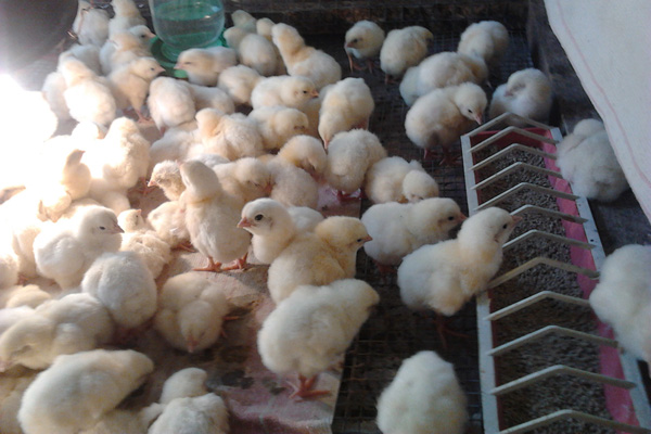 комбинированная смесь пк-5 в Ивантеевке