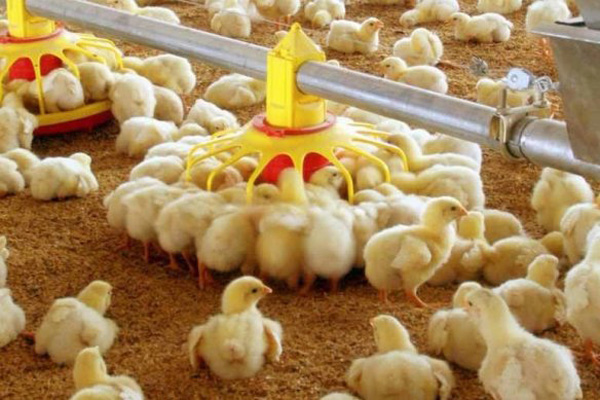 комбикорм в Ивантеевке