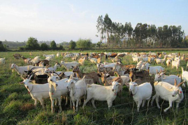 кормовой концентрат ОК-80 для коз Ивантеевке