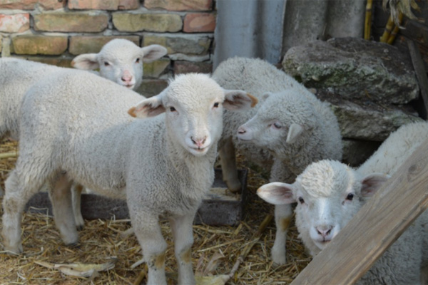 комбикорм в Ивантеевке