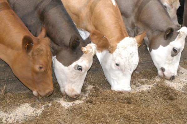 кормовая смесь К-62 для телят в Ивантеевке