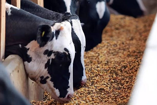 комбикорм в Ивантеевке