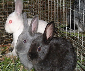 комбикорм в кроликов