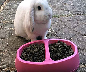 комбикорм в кроликов