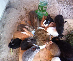 комбикорм в кроликов