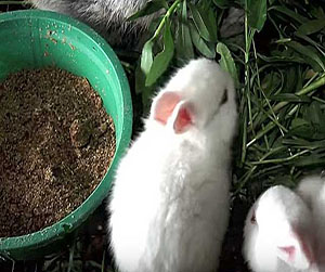 комбикорм в кроликов