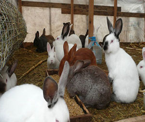 комбикорм в кроликов