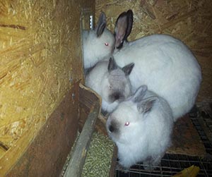 Преимущества применения комбикормов для кроликов