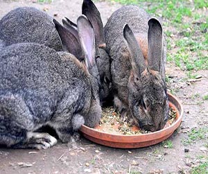 Преимущества применения комбикормов для кроликов