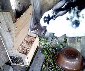 Суточная норма при кормлении кроликов комбикормом