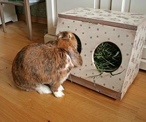 Суточная норма при кормлении кроликов комбикормом