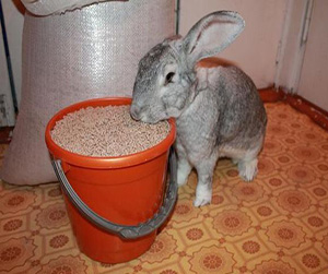 комбикорм для кроликов