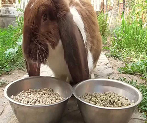 кормление кроликов