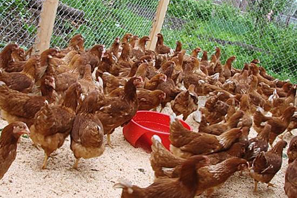 белковые добавки для кур