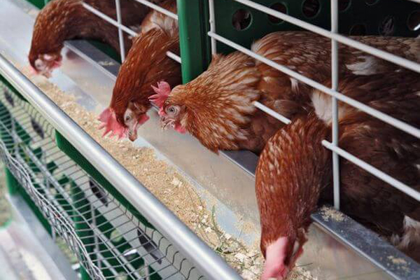 корма для кур несушек