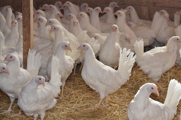 комбикорм в Мытищах