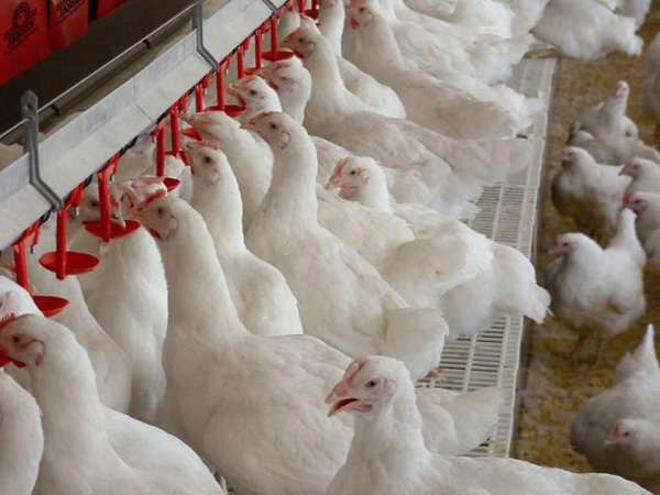 пищевой концентрат для бойлеров в Мытищах