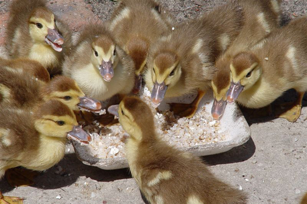 комбинированная смесь пк-4 в Пушкино