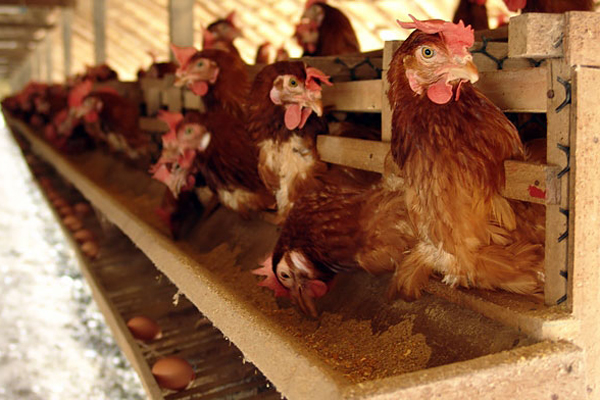 комбикорм в Пушкино