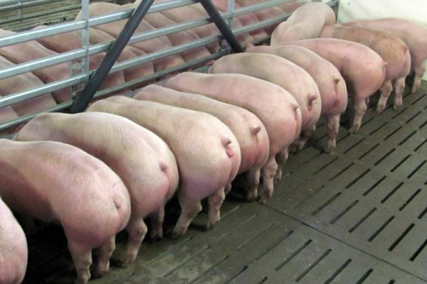 концентрат СК-3 в Пушкино