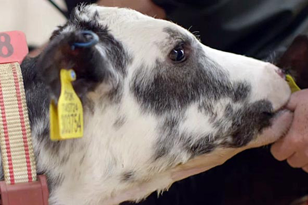 комбикорм в Пушкино