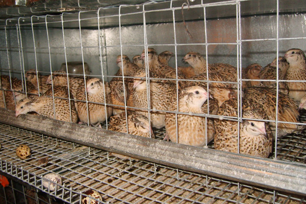 комбикорм в Сергиевом Посаде