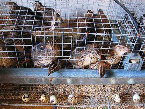 комбинированная смесь ПК-1П в Сергиевом Посаде