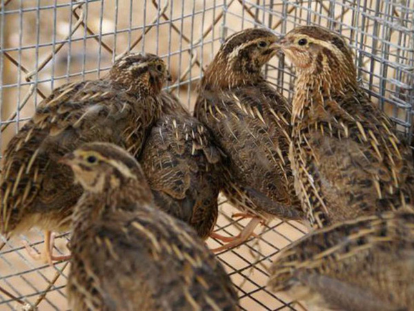 комбикорм в Сергиевом Посаде