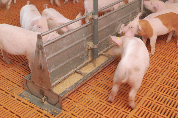 комбикорм в Сергиевом Посаде