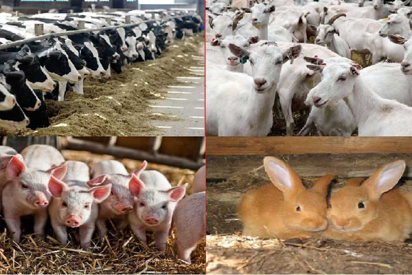 комбикорм в Сергиевом Посаде