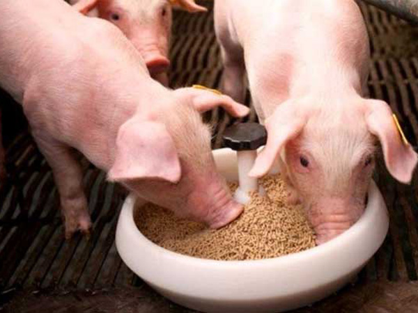 комбикорм в Сергиевом Посаде