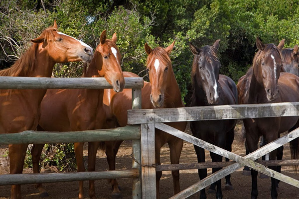 комбикорм в Сергиевом Посаде