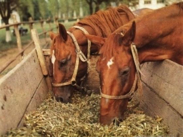 кормовая смесь К-72 для лошадей в Сергиевом Посаде